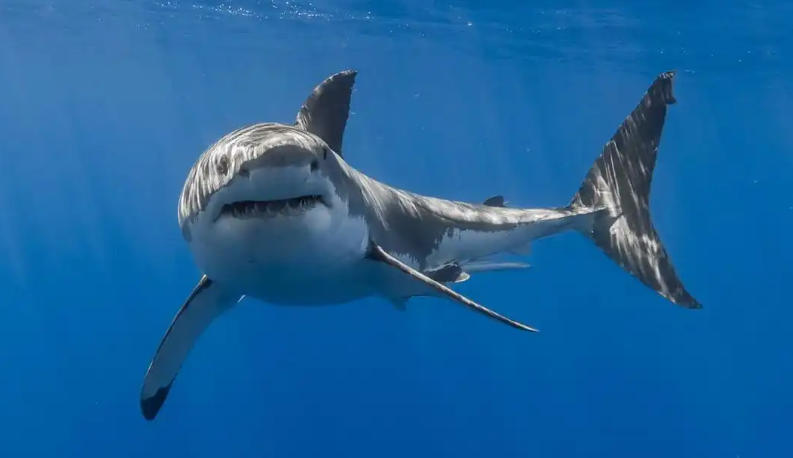 期长沙佐罗商务调查公司轮播图2